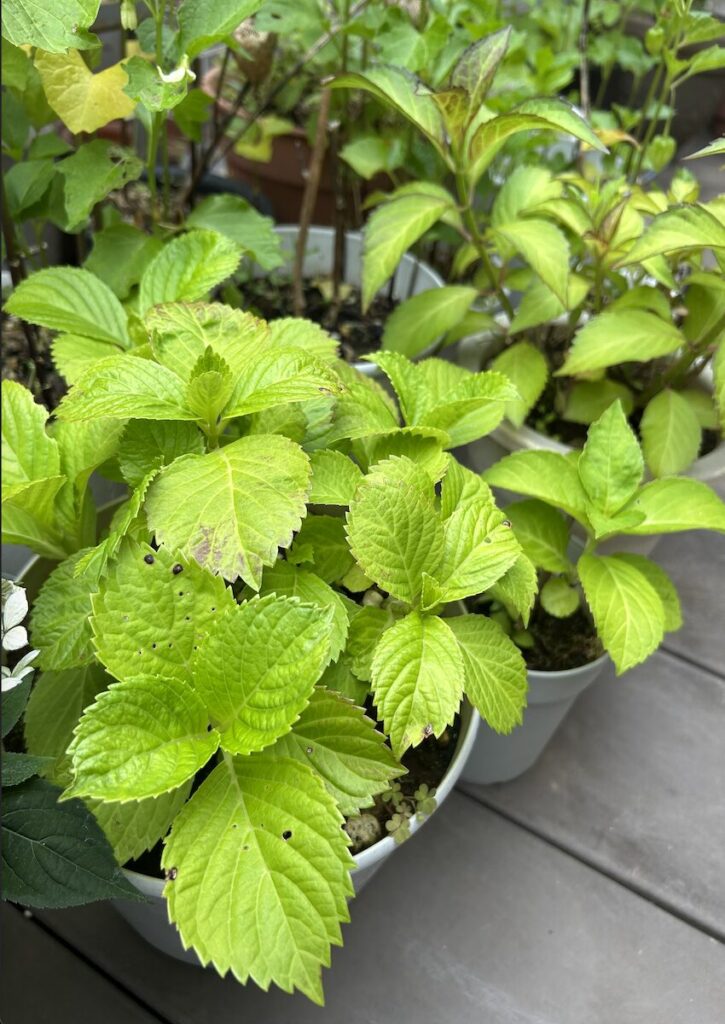 紫陽花│鉢植えで育てているお花たち