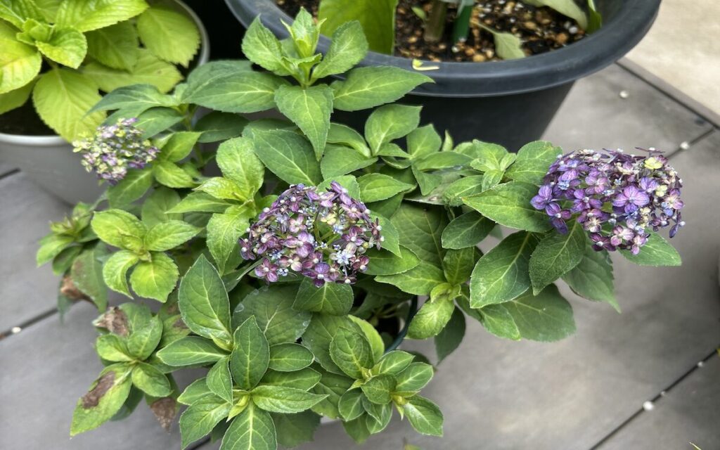 紫陽花│紫色の花