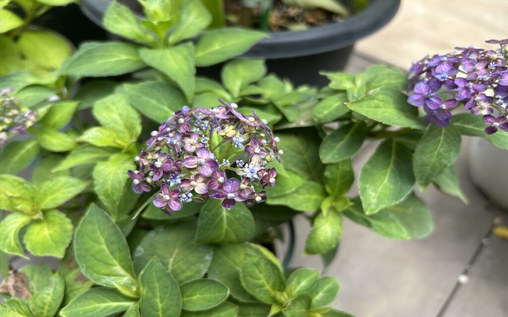 紫陽花│紫色の花