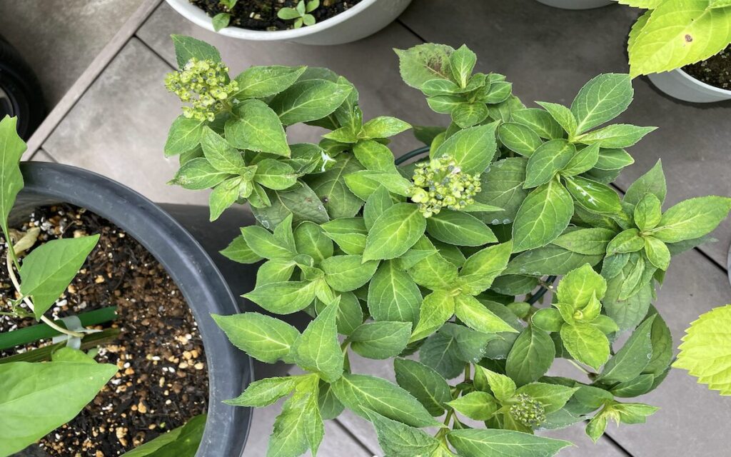 紫陽花│つぼみの様子