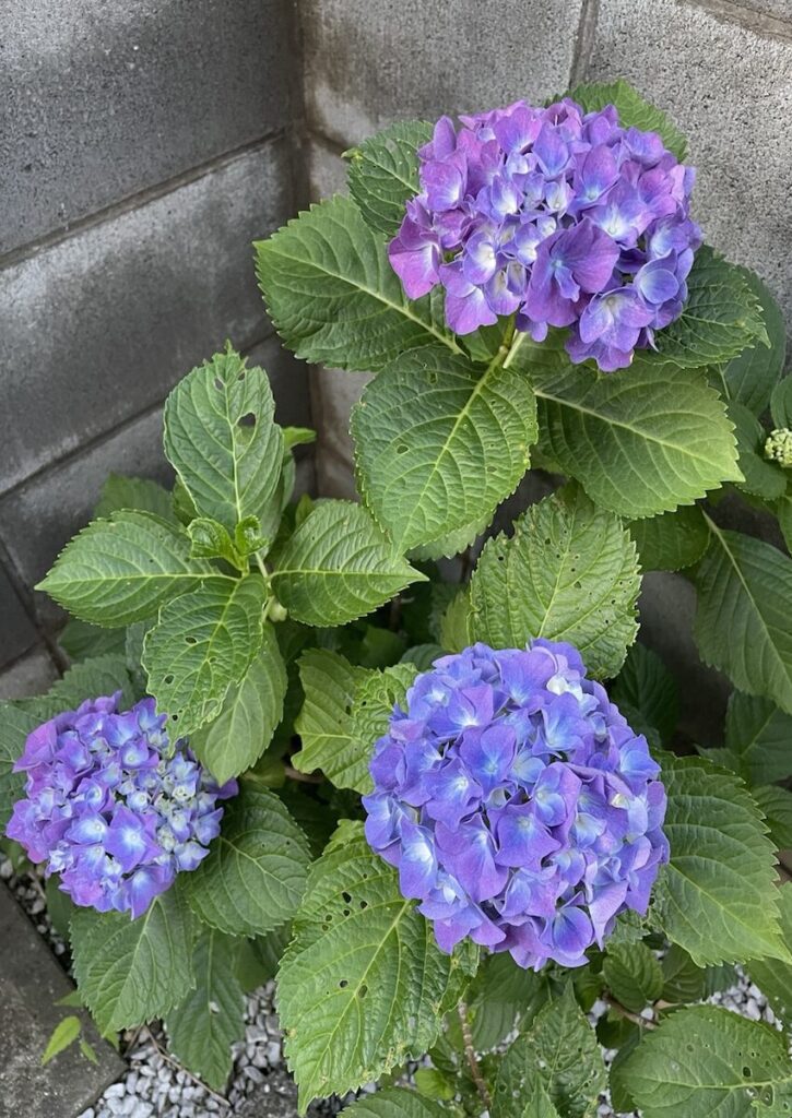 紫陽花│明るい葉色で成長する鉢植えの紫陽花