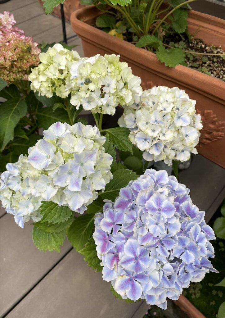 紫陽花│青紫色に咲いた鉢植えの紫陽花