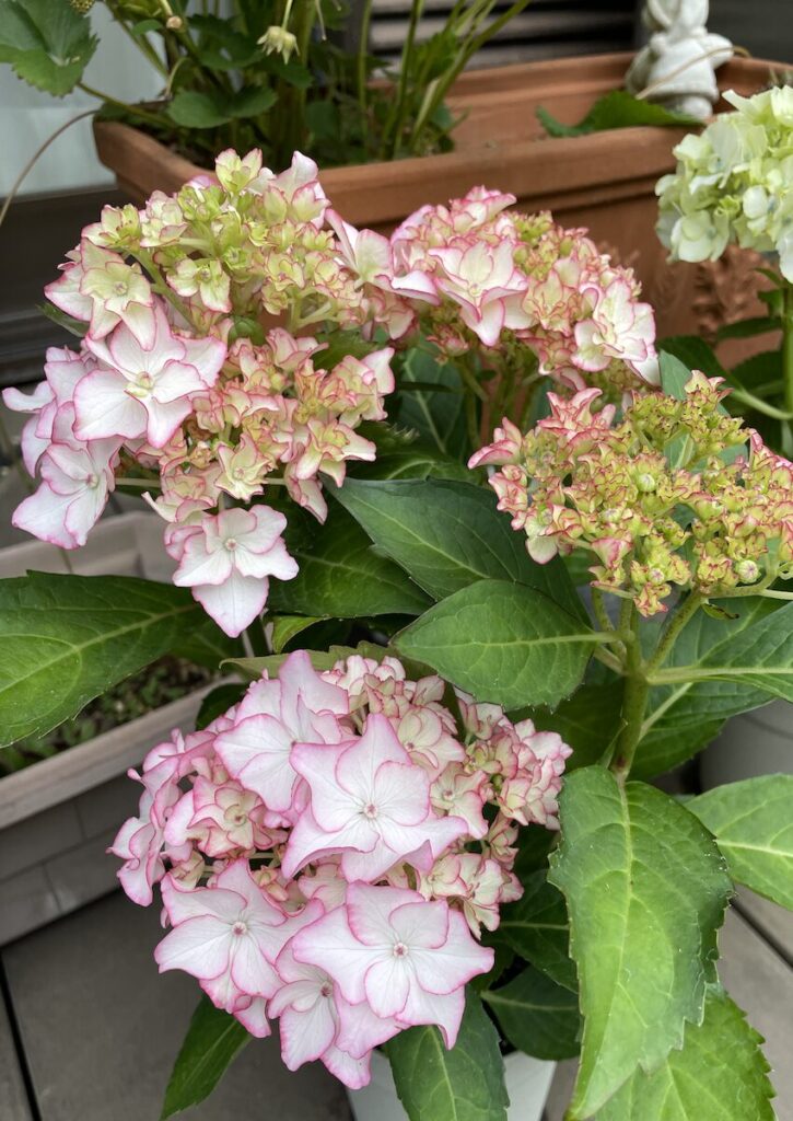 紫陽花│淡い色合いで咲いた紫陽花の花