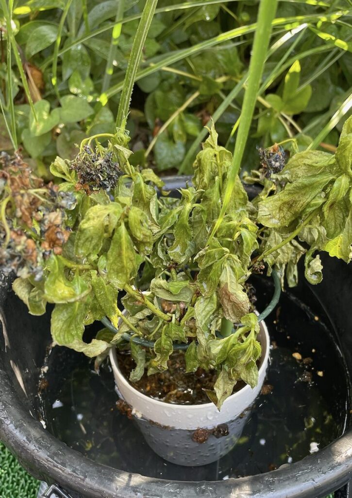 紫陽花│葉がやや傷みながらも育っている鉢植えの紫陽花