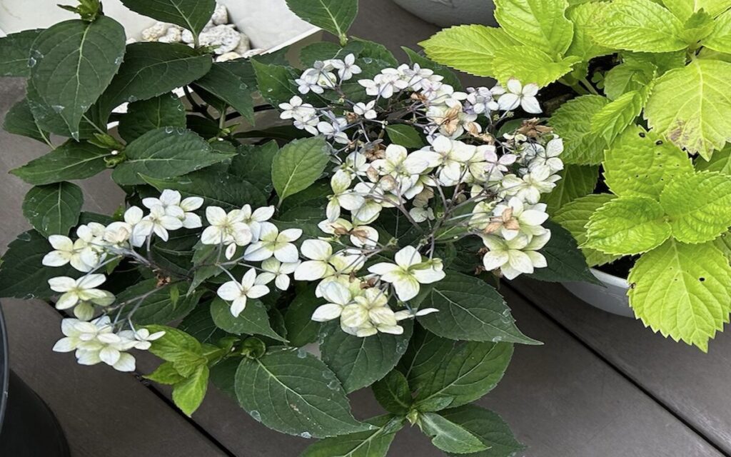 紫陽花│花が終わり枝だけになった剪定後の紫陽花