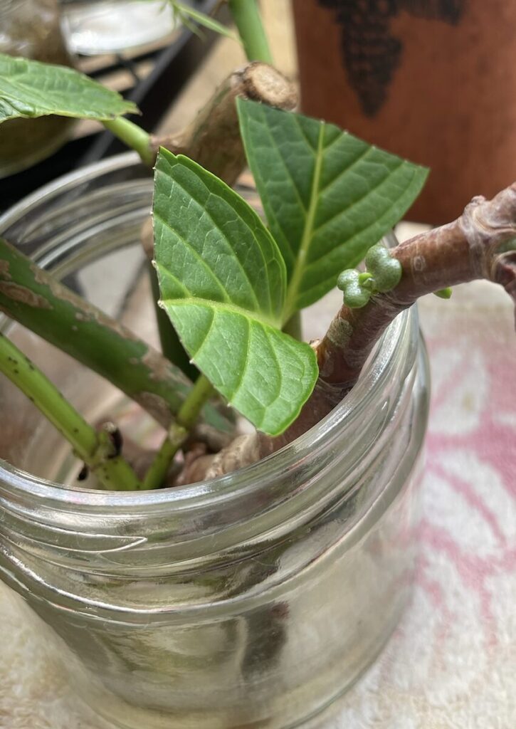 紫陽花│水差しで管理している紫陽花の切り枝