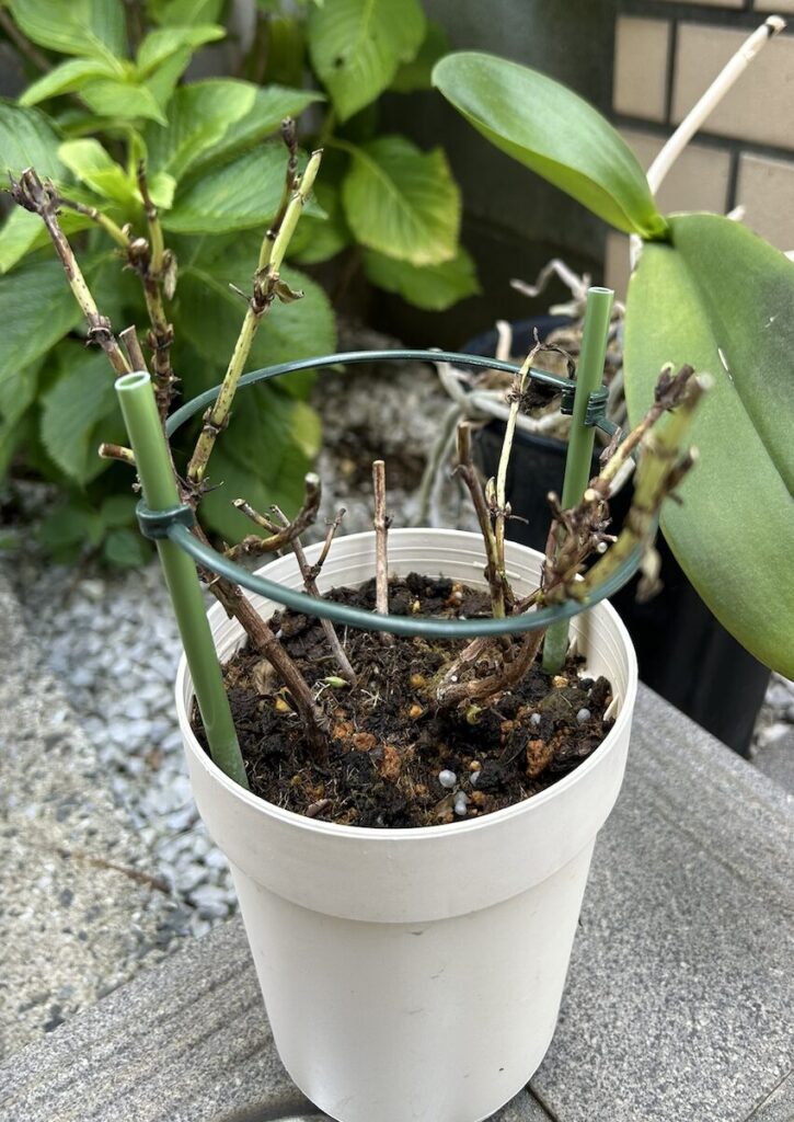 紫陽花│花後に新芽が動き始めた鉢植えの紫陽花