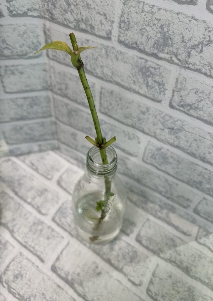 紫陽花│水差しで管理している紫陽花の切り枝