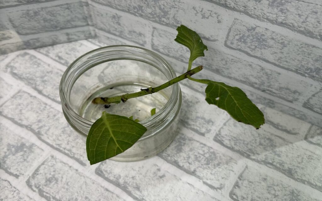 紫陽花│水量を調整しながら管理している水差し紫陽花