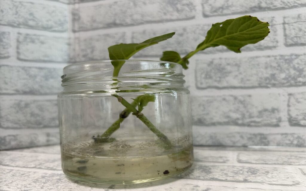 紫陽花│コンパクトに管理されている鉢植えの紫陽花