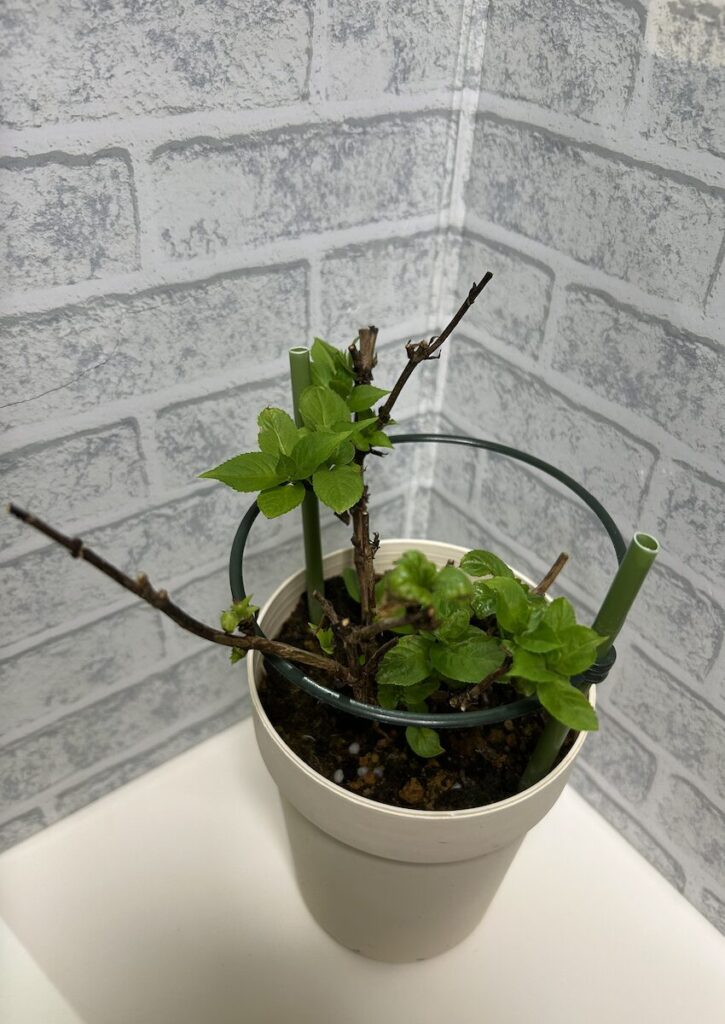 紫陽花│新しい葉が展開し始めた若い紫陽花