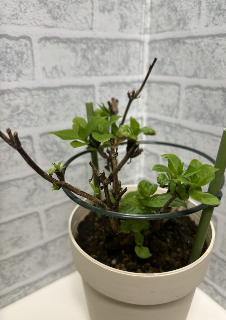 紫陽花│葉の色が濃くなってきた鉢植えの紫陽花