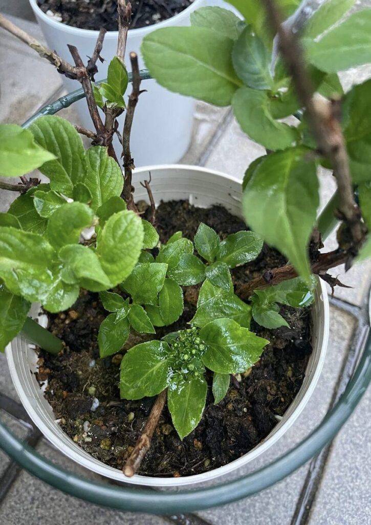 紫陽花│花芽がはっきり見える紫陽花のアップ
