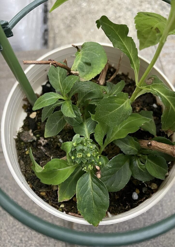紫陽花│葉に囲まれて育つ花芽のある紫陽花