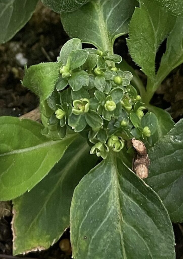 紫陽花│花芽がはっきり見える紫陽花のアップ