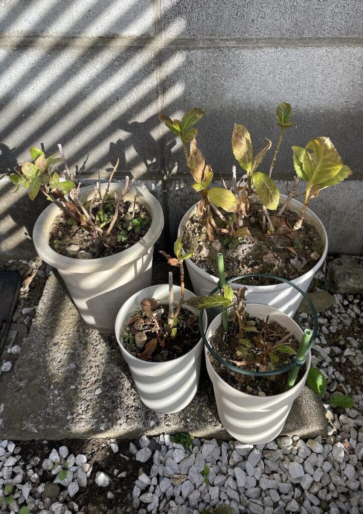 紫陽花│花後の鉢植えが並ぶ、冬前の庭の様子