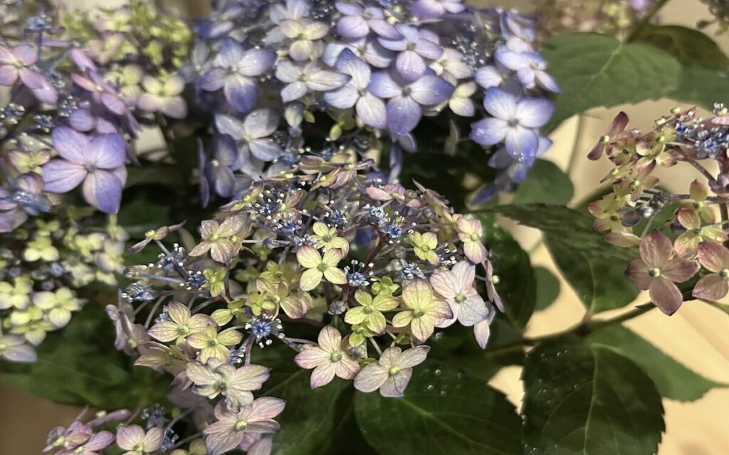 紫陽花│紫色のお花
