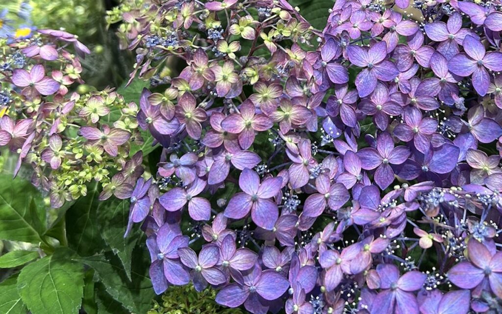 紫陽花│紫色のお花