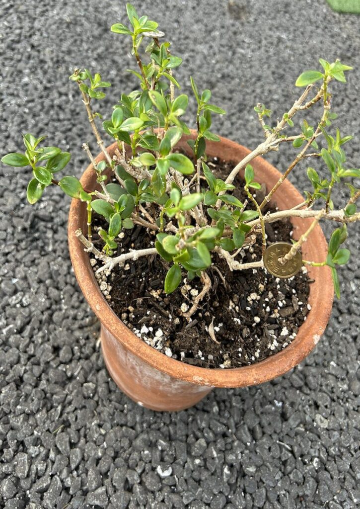 金の成る木│鉢植えで育てている様子