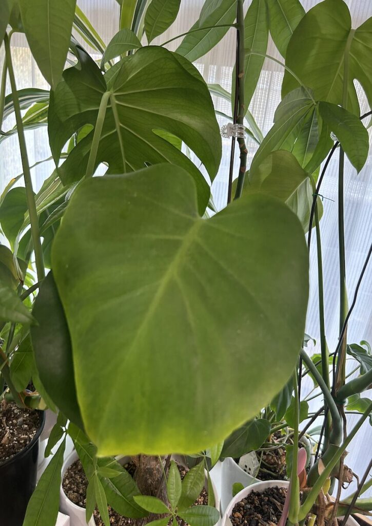 モンステラ｜葉のアップ