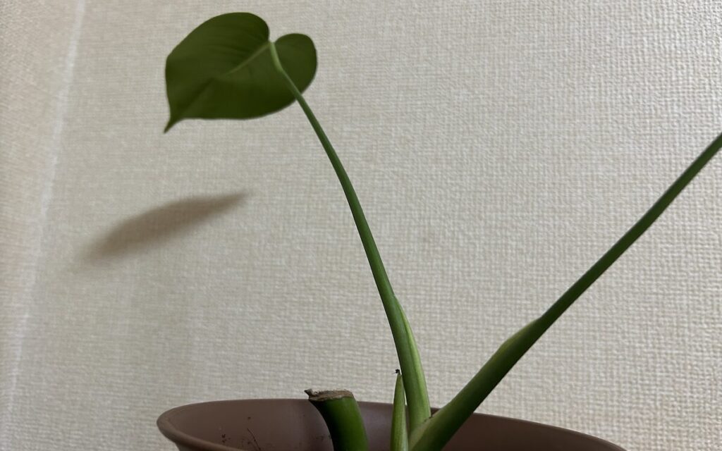 モンステラ｜新葉