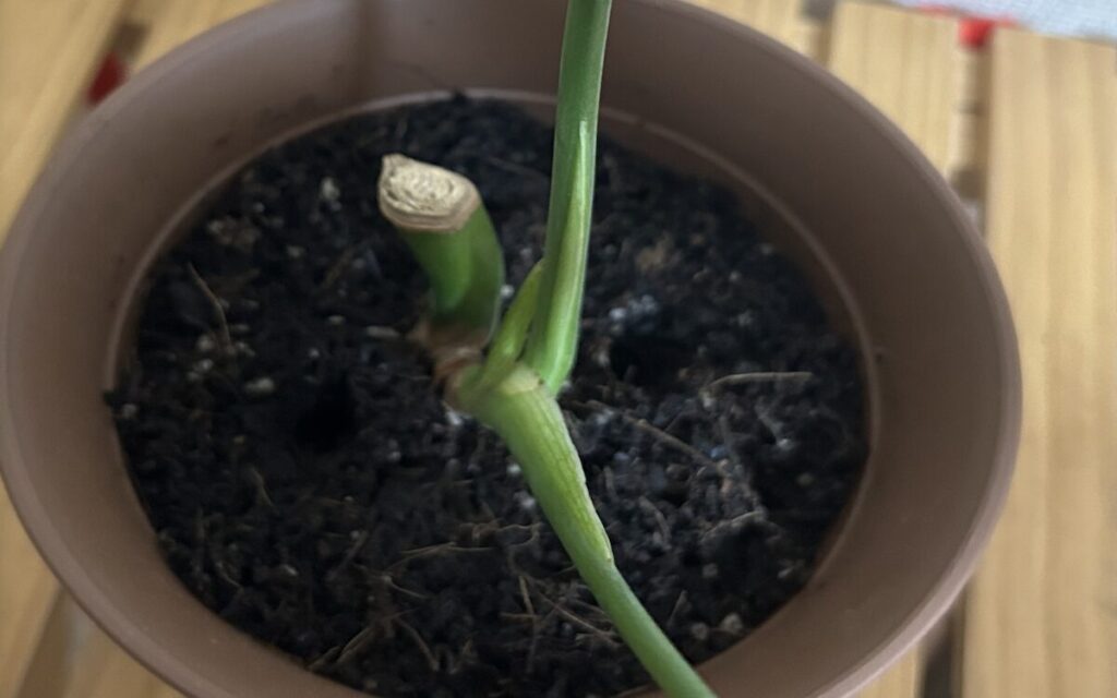 モンステラ｜新葉の拡大写真