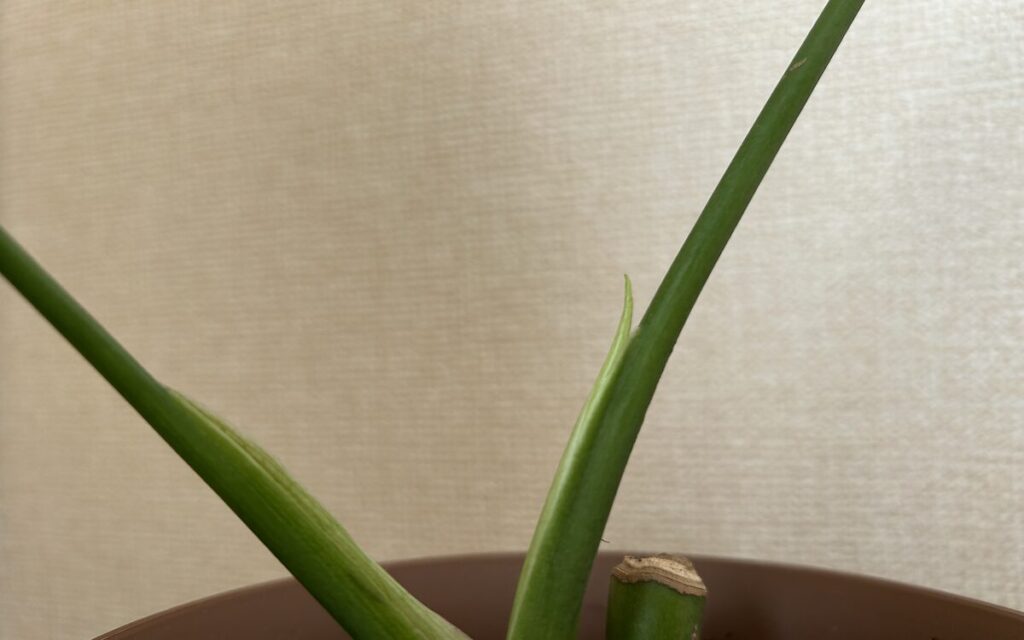 モンステラ｜展開途中の新葉