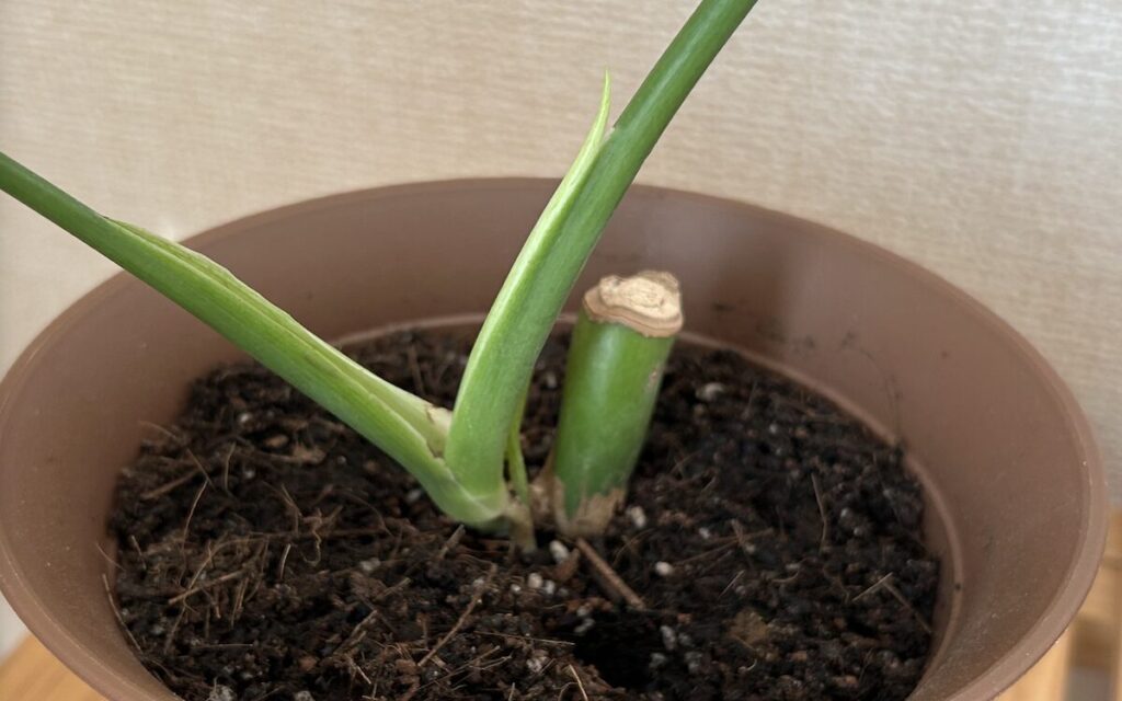 モンステラ｜展開途中の新葉