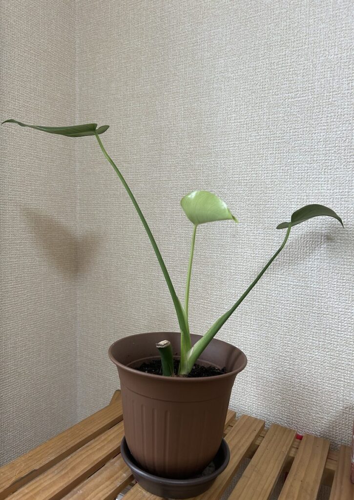 モンステラ｜新しい葉がさらに成長