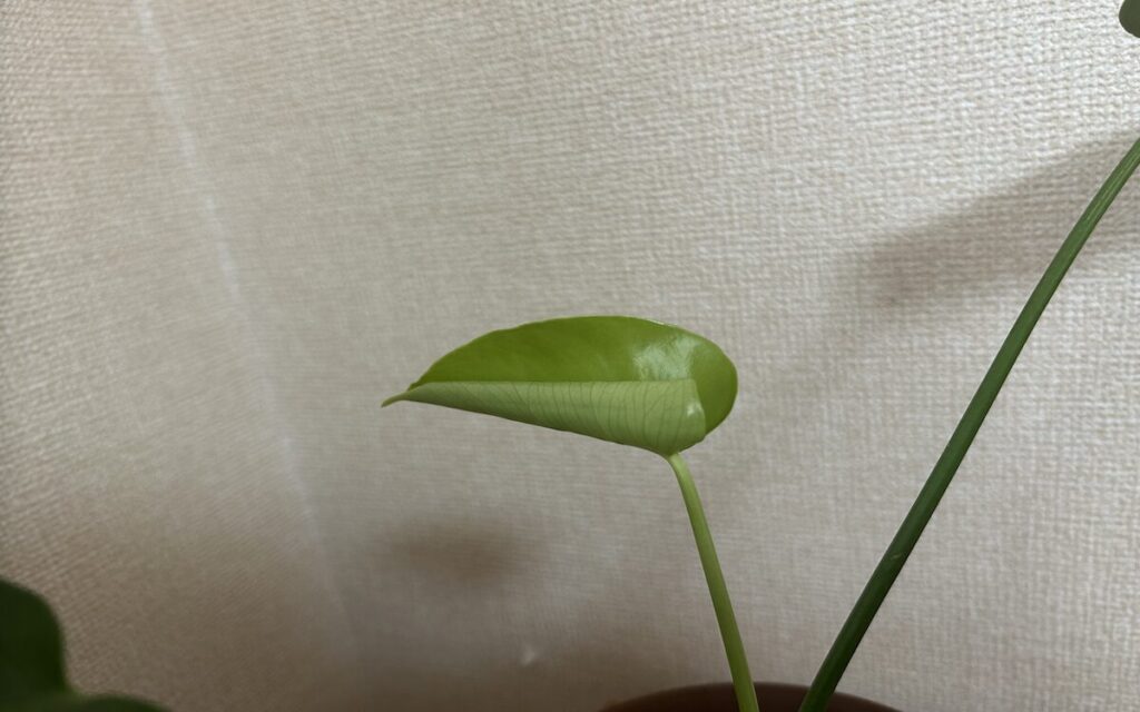 モンステラ｜広がり始めた葉の全体像