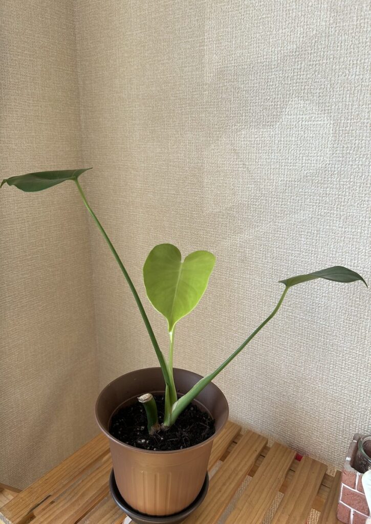 モンステラ｜株の全体写真