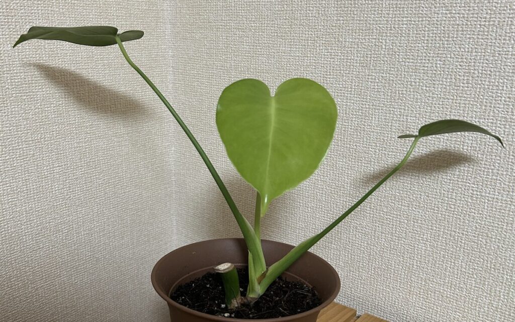 モンステラ｜しっかり開いた新葉