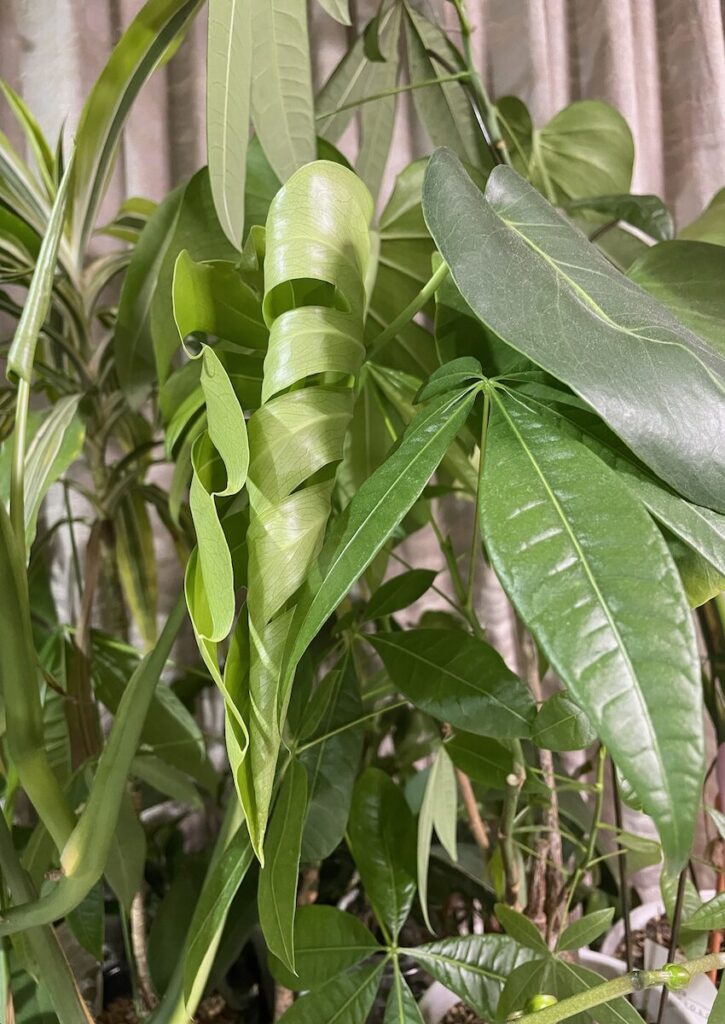 モンステラ｜深い切れ込みの葉