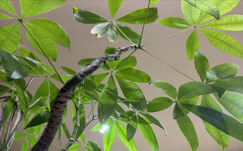 パキラ｜上向きに広がる葉