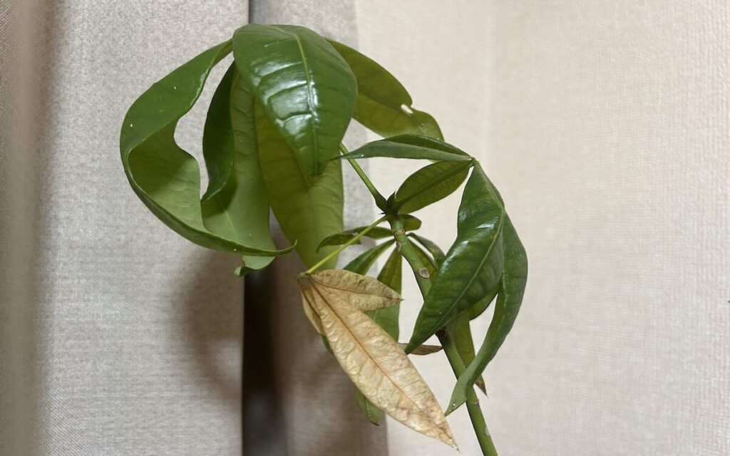 パキラ｜葉の表面に白い付着物が見られる様子