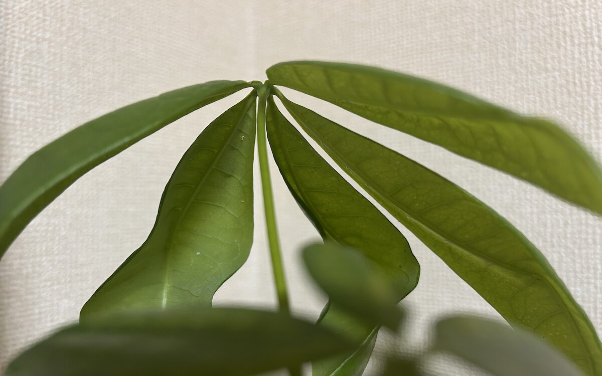 左上の白い虫がちらほら・・・