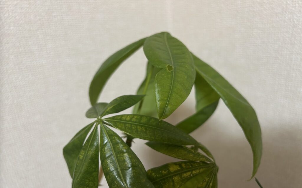 パキラ｜落葉した葉の変色と白い部分