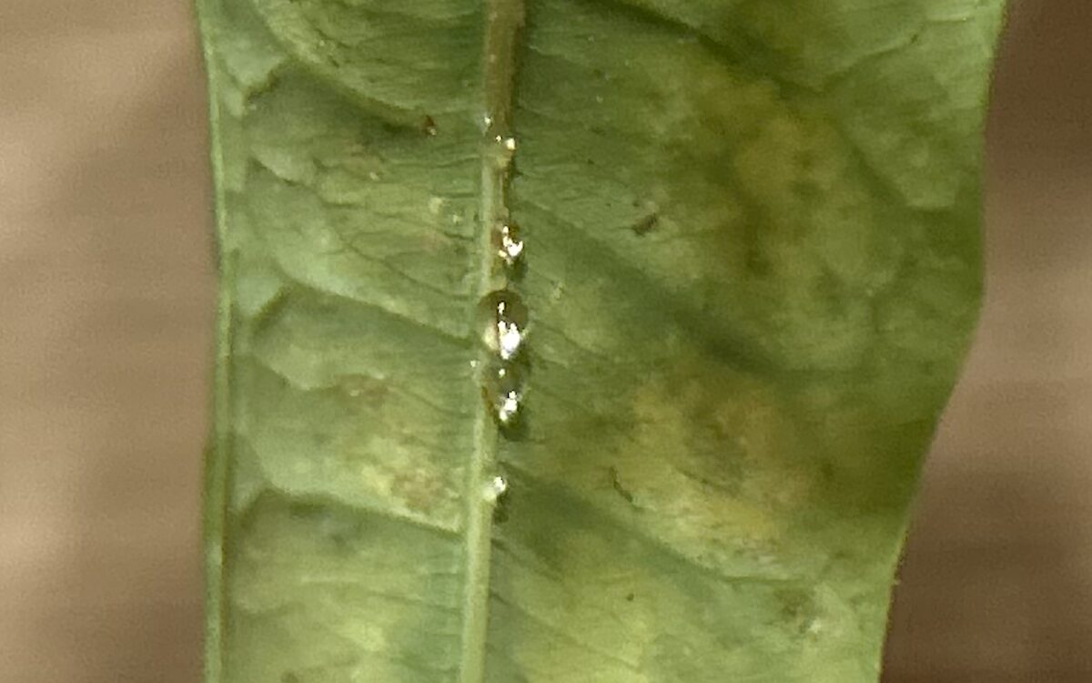 小さくてまるいものがたくさん・・・