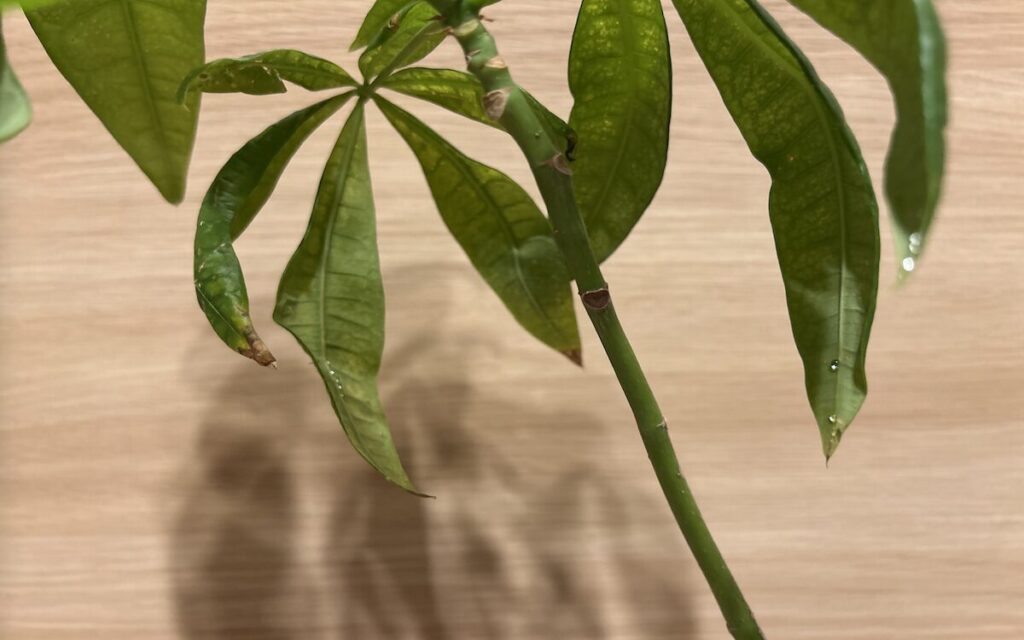 パキラ｜別の葉に見られる透明な付着物