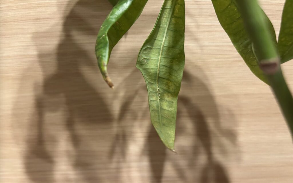 パキラ｜葉のアップで確認した透明な粒