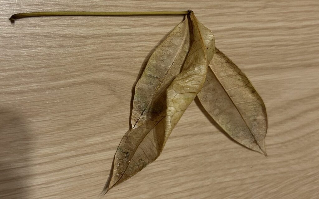 パキラ｜数日後の葉の状態