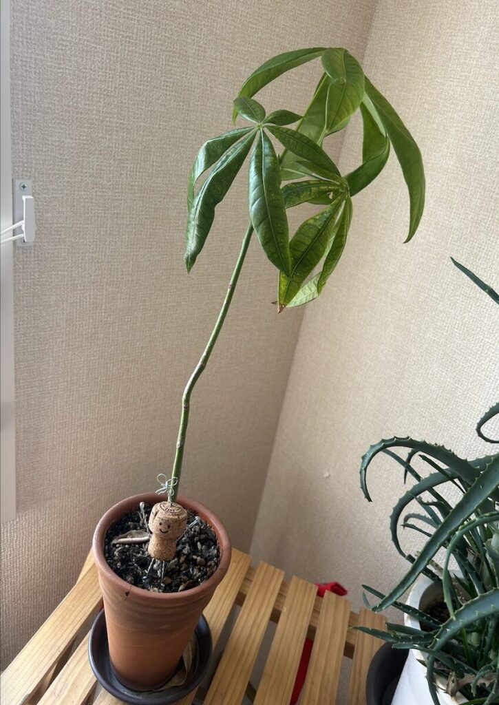 パキラ｜鉢植えとコルクで作ったコビト