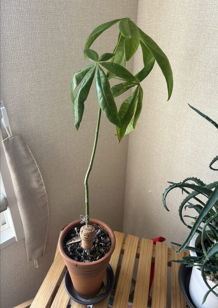 パキラ｜鉢植え育成。葉っぱが丸まり元気がない様子