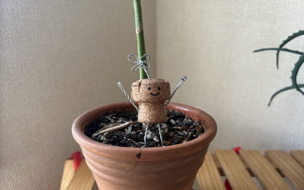 パキラ｜鉢植え育成。葉っぱが丸まり元気がない様子