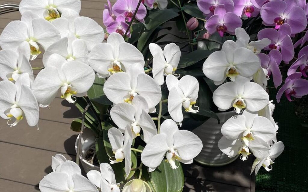 植物のある暮らし ┃ 胡蝶蘭育成2024