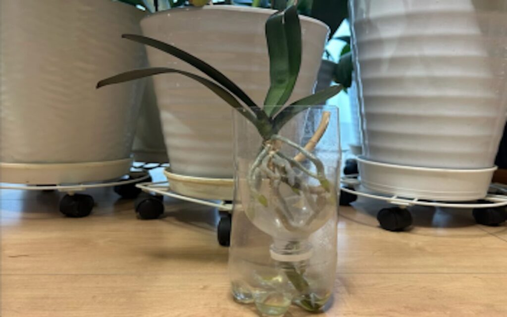 胡蝶蘭｜ペットボトルを重ね合わせて育てている様子