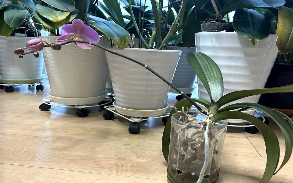 胡蝶蘭｜ペットボトルで育てているピンク色のお花