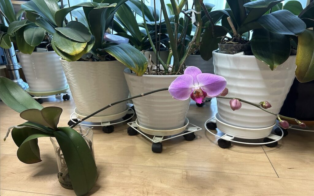 胡蝶蘭｜ペットボトルで育てているピンク色のお花