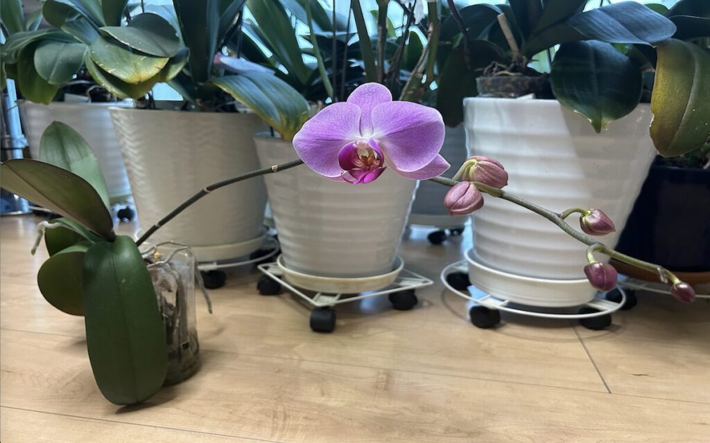 胡蝶蘭｜ペットボトルで育てているピンク色のお花