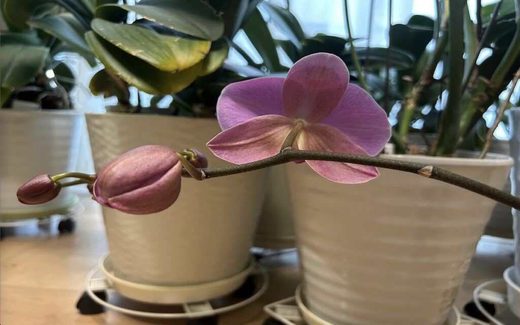 胡蝶蘭｜ペットボトルで育てているピンク色のお花の後ろ姿